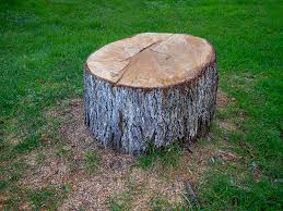 How Our Tree Care Process Works  in  Corning, NY